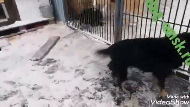 Знакомьтесь это ШИЛА
