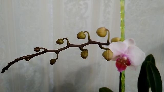 ОРХИДЕЯ из ЛЕРУА Мерлен. Зацветают мои фаленопсисы.(27.02.19).