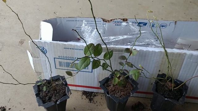Planting low-bush blueberry ( Vaccinium Angustifolium)