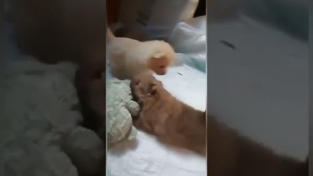 Мечты сбываются!ЩЕНОК Дома