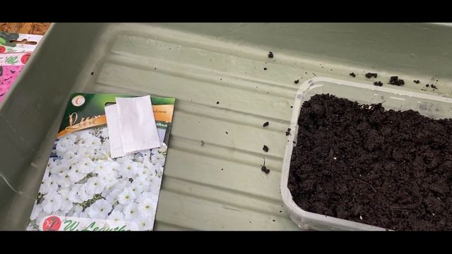 Wysiewamy petunie i pelargonie. Jak uprawiać petunie z nasion.