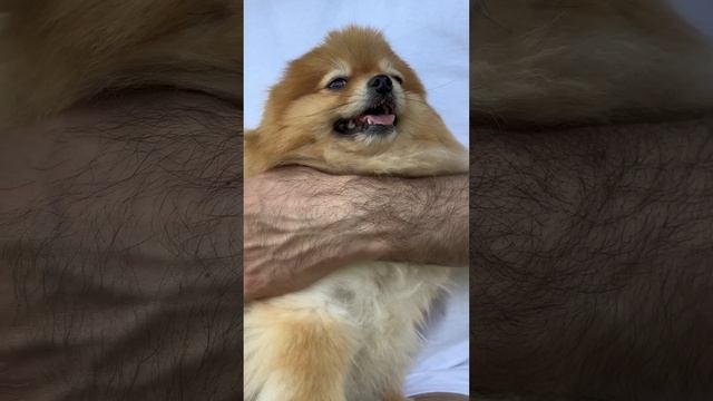 Самая верная