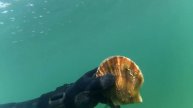 гребешок и поля устрицы. aquadiscovery