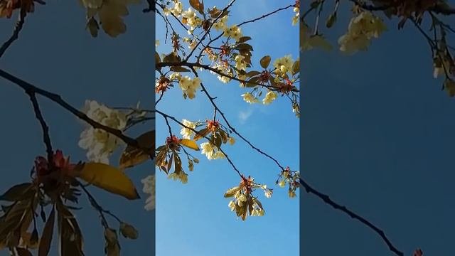 Белая сакура цветёт в Петербурге