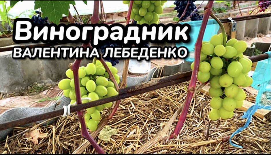 Виноградник Валентина Лебеденко. Обзор последних новинок сортов винограда.