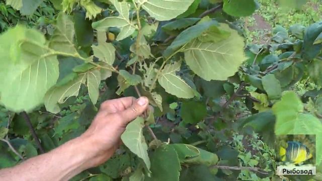 Фундук в начале лета ! Hazelnuts in early summer