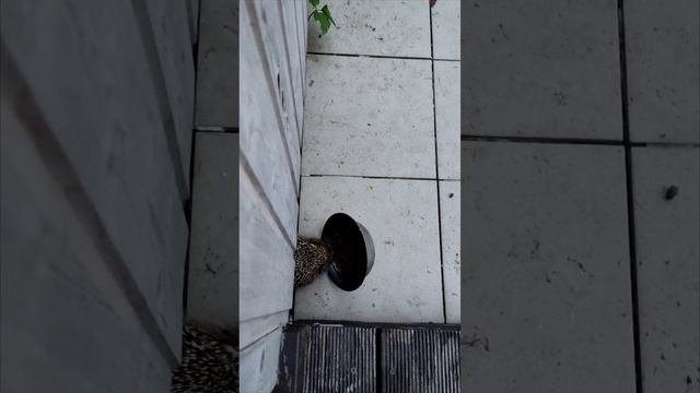 Ёж ест кошачий корм
