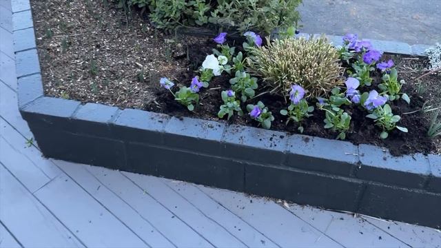 A Beautiful Day in the Garden!  Planting Pansies and Gladiolus :: Dig, Plant, Water, Repeat