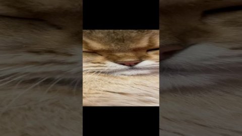 Кот Мартин и мышь