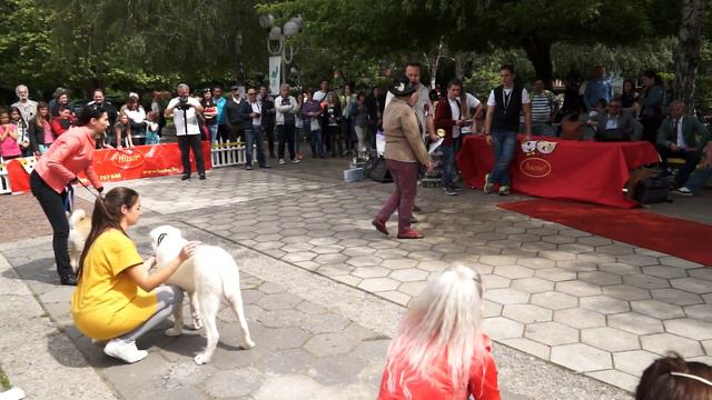 Киноложка Изложба - The DOG Show – 2016 - Най-красиво Бебе на изложбата
