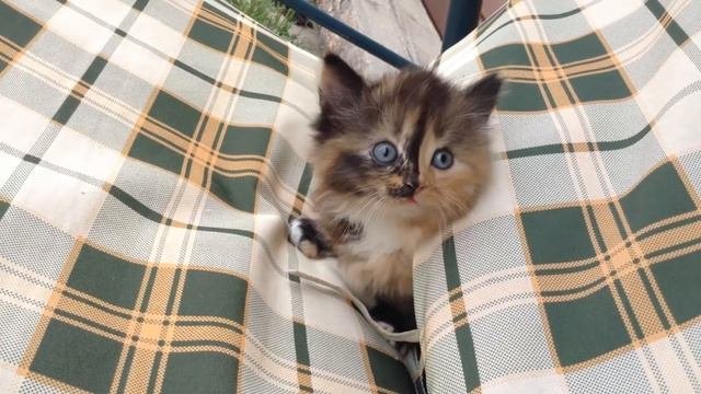 Котёнок 🐱
