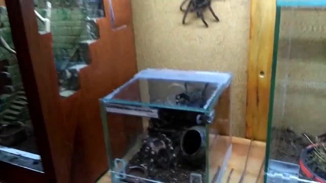 ПОДВЕДЕНИЕ ИТОГОВ ГОДА И РОЗЫГРЫШ САМКИ ПАУКА ПТИЦЕЕДА.