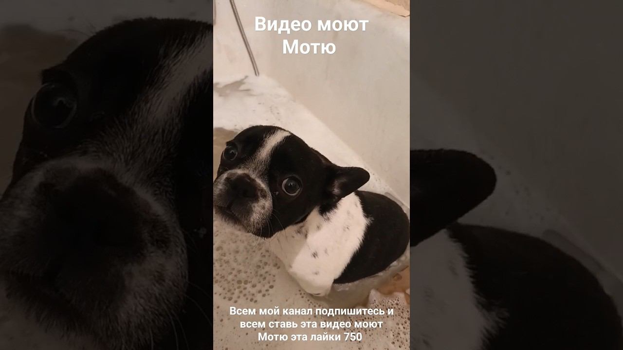 видео моют Мотю