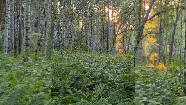 МАГИЯ ПАПОРОТНИКА.ПРИМЕНЕНИЕ В МАГИИ.