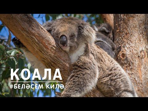 БЕЛӘСЕМ КИЛӘ: коала / Koala
