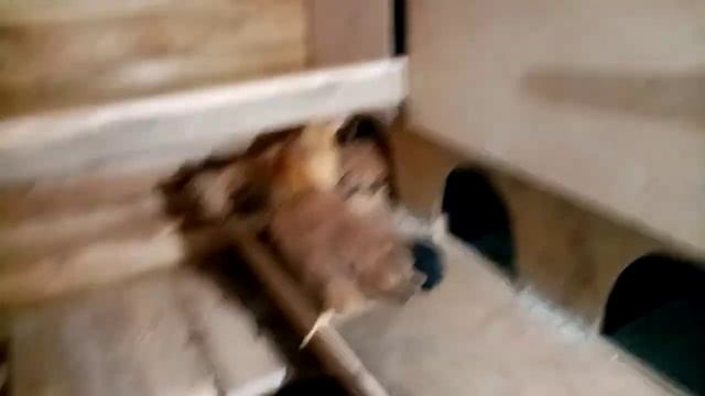 Каркасный курятник. Заселение