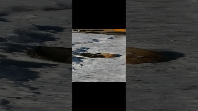 VID_20240318_153655.mp4