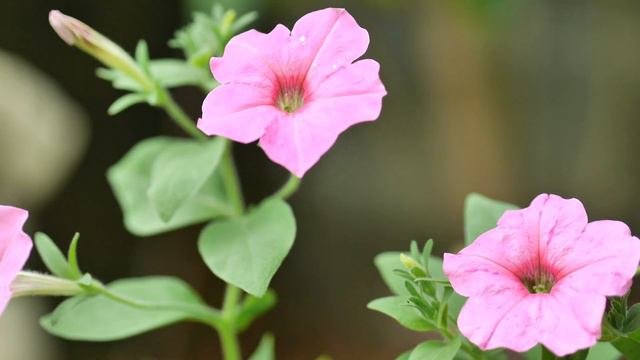Petunia