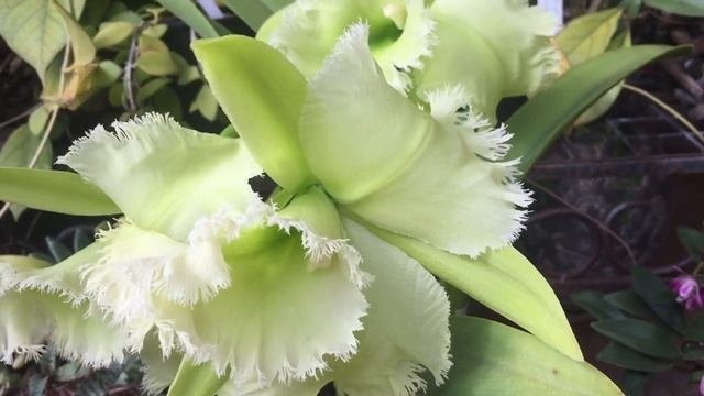 Потерянное Зимнее Видео. Blc. Golf Green Hairy Pig. Волосатая Свинья. Lc. Bella. С Наступающим