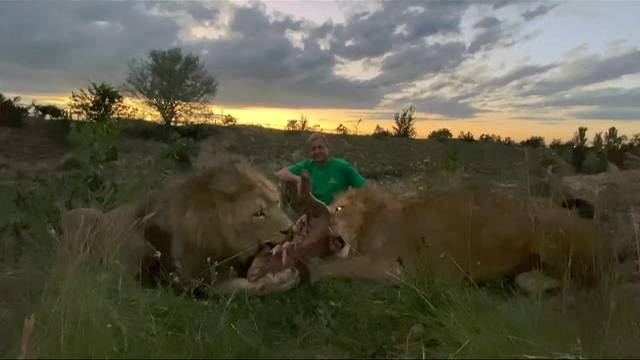 АБСОЛЮТНО УНИКАЛЬНЫЕ КАДРЫ ! Львы намечают себе добычу !