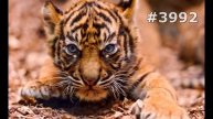 #3992. Тигры (В мире животных)