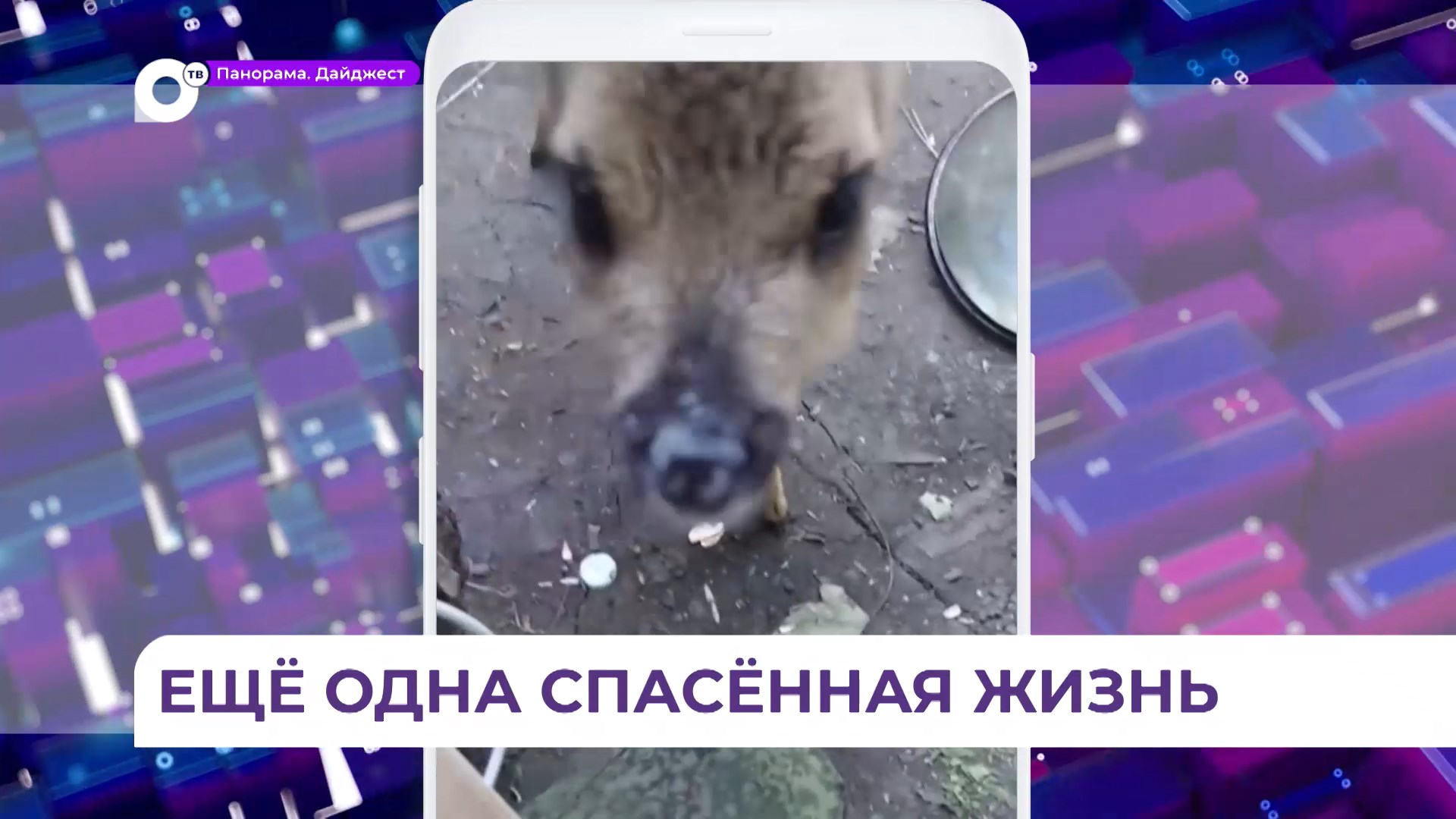 Всероссийская интернет-слава досталась другу морпехов псу Бандиту