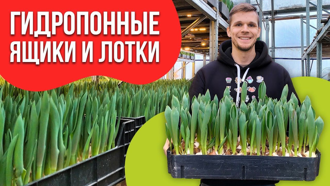 Гидропонные ящики и гидропонные лотки для выгонки тюльпанов.
