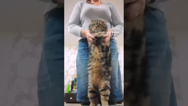 Скоттиш-страйт Саймон