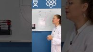 Строение сердца человека?.