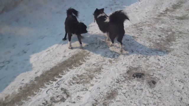 Ненецкие лайки Гера и Зевс