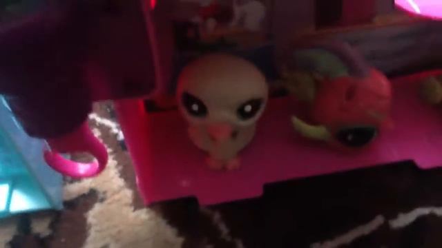 Жизнь Рокси