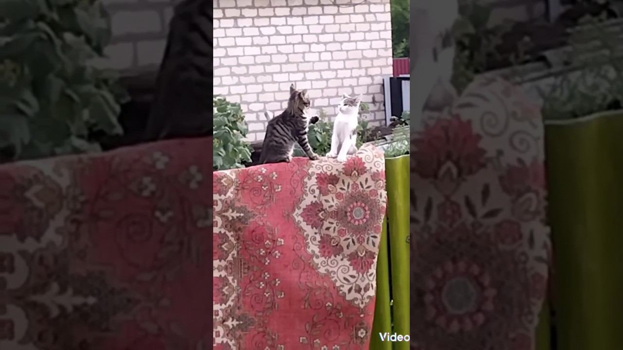 #животное #барсик #милка #котята #милота #мурзя #ковер #приколысживотными #прикол