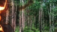 «Профилактика лесных пожаров» в рамках национального проекта «Экология»
3 Видео