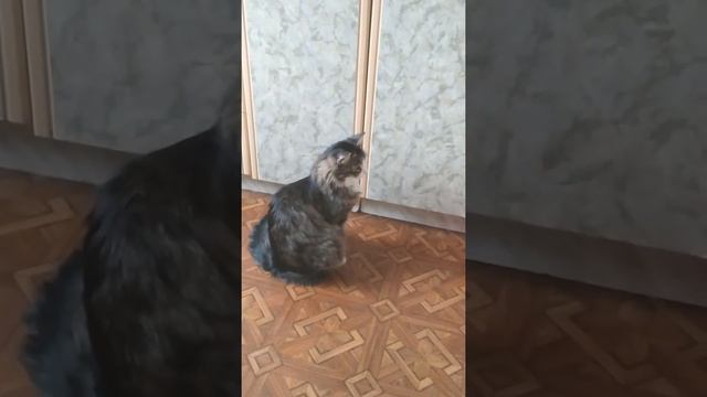 КОТ ПАНК СКУЧАЕТ ПО ГОРШКУ СМОТРЯ НА МУСОРКУ