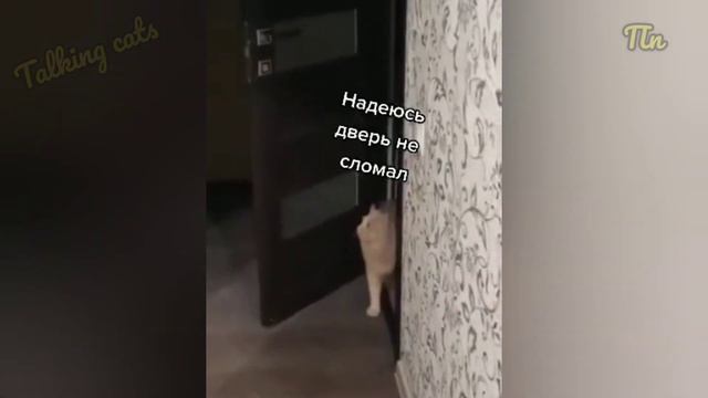 ГОВОРЯЩИЕ КОТЫ 🤪 САМЫЕ СМЕШНЫЕ КОТЫ И СОБАКИ 🐱🐶 ПРИКОЛЫ С ЖИВОТНЫМИ 😀