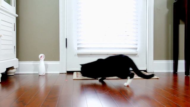 Cat Fun for Hours - PetSafe® Frolicat® Toy