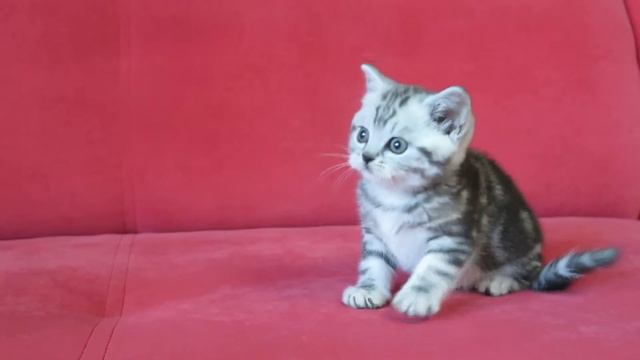 шотландец черный мрамор на серебре. Джаз