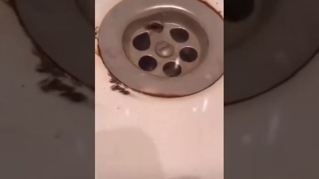 Муха зафристайлила в раковине