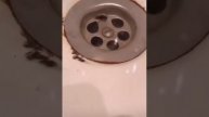 Муха зафристайлила в раковине