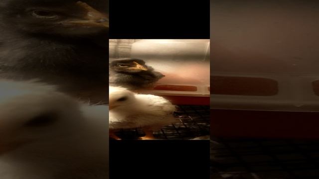 VID20231115171415.mp4