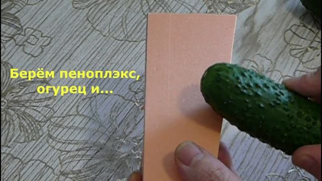 Современный огурец - кто он?