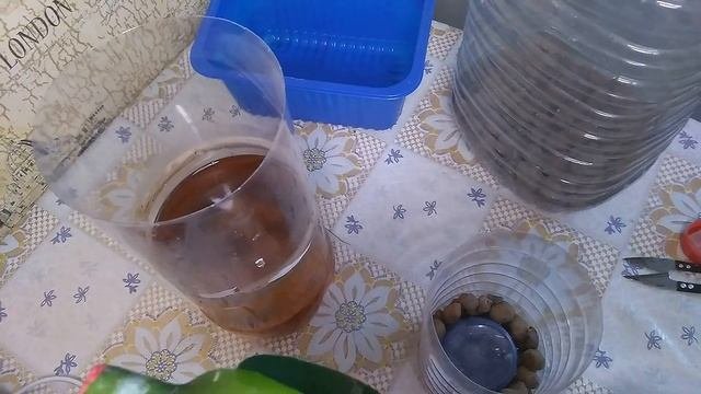Из верх тормашками в вниз корешками. Размещаю орхидею на дальнейшее развитие корневой системы