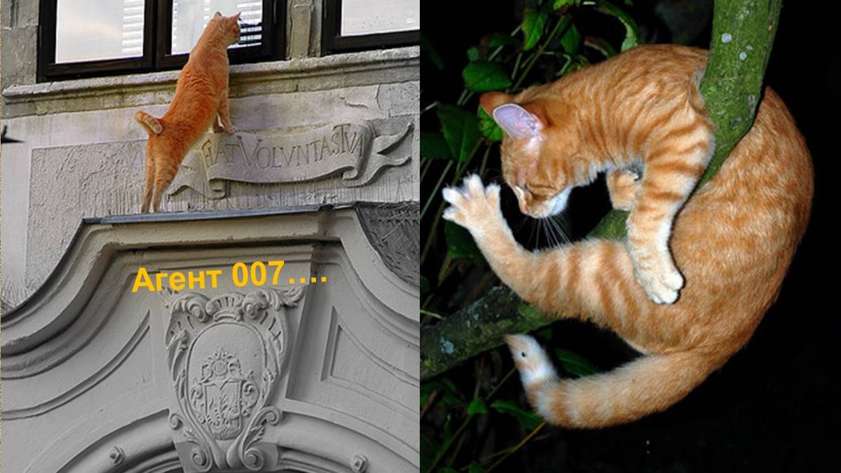 Агент 007 ("Кошки, белки и вороны", музыка "Chao bambino")