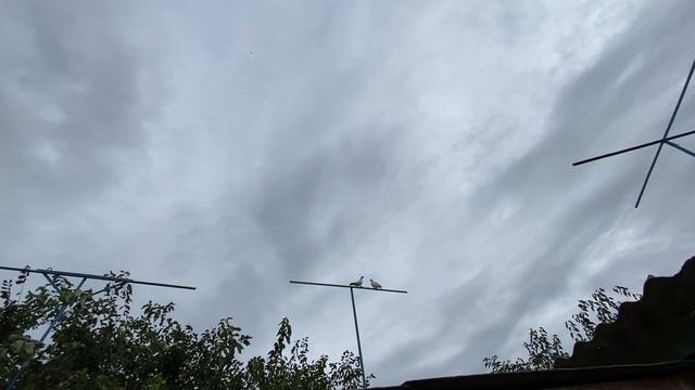 Ястребиха атакует голубей Сергеича