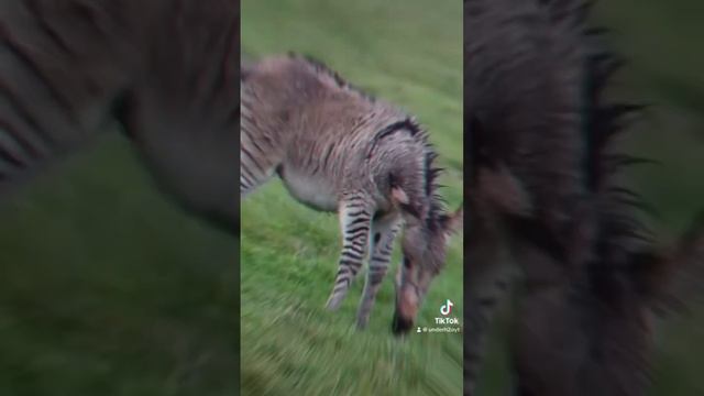 Not Suppose To Exist! This is a Zonkey! #hybrid #animals #ocean
