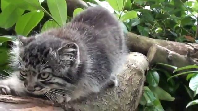 Котята манула