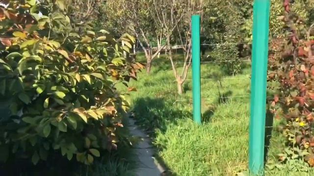 Французские бульдоги смотрят как завершается ремонт забора...