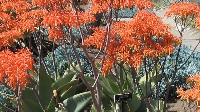 Succulents: Aloe Striata Grow n Care info