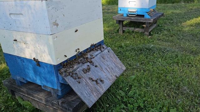 Пасека 7 августа. Попытка сокращения ульев