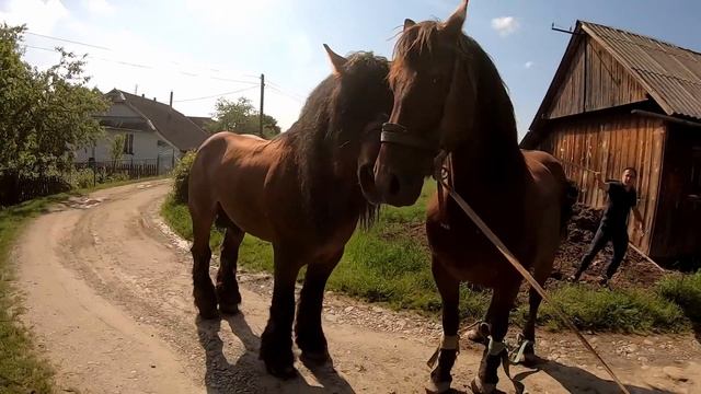 АЛЬТЕС ПРИЇХАВ В ПЕЧЕНІЖИН?/ЖЕРЕБЕЦЬ НА ПАРОВКУ?
